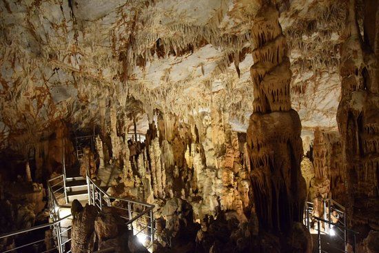 Cine Amaryllis